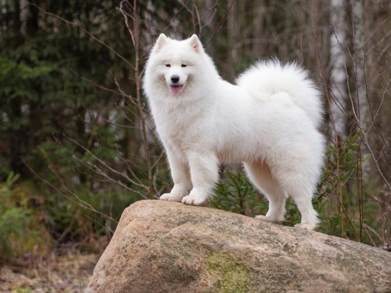 Ras Anjing Samoyed: 6 Fakta Menarik dan Informasinya ...