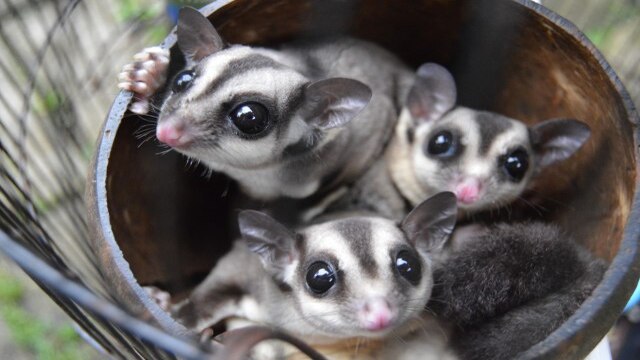 Hewan Peliharaan Eksotis