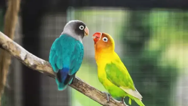 Tips Merawat Burung Lovebird