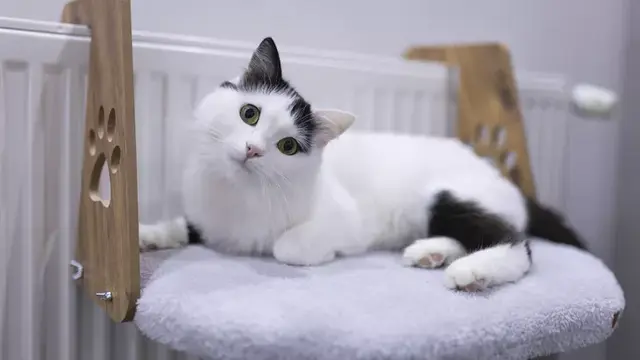 Kucing cemas