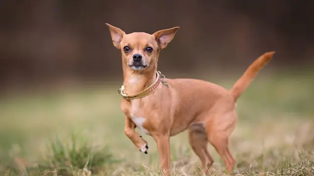 Anjing Chihuahua